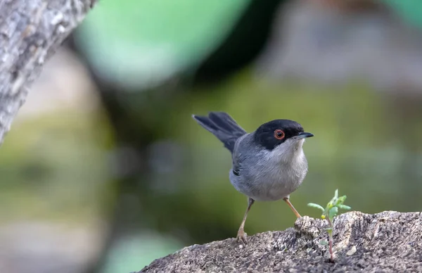 Beautiful Sylvia melanocephala warbler perched on a branch with green background — 스톡 사진