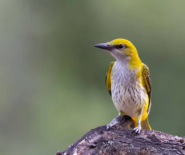 Doğal yaşam alanında altın oriole dişi (Oriolus oriolus)