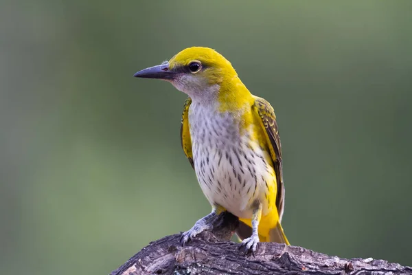 Doğal yaşam alanında altın oriole dişi (Oriolus oriolus)