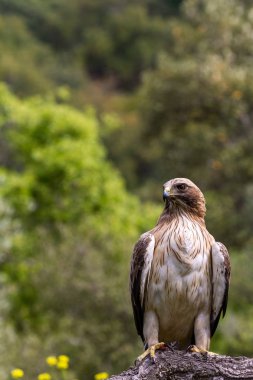 Önyükleme Eagle Hieraaetus pennatus doğa, Ispanya