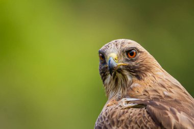 Önyükleme Eagle Hieraaetus pennatus doğa, Ispanya
