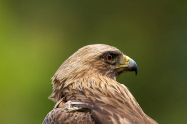 Önyükleme Eagle Hieraaetus pennatus doğa, Ispanya