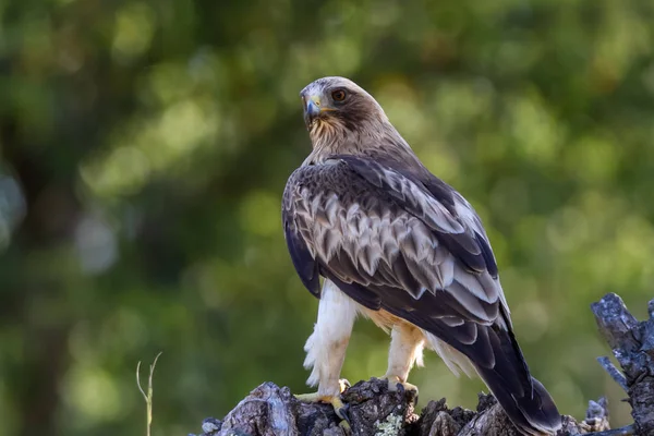 Önyükleme Eagle Hieraaetus pennatus doğa, Ispanya
