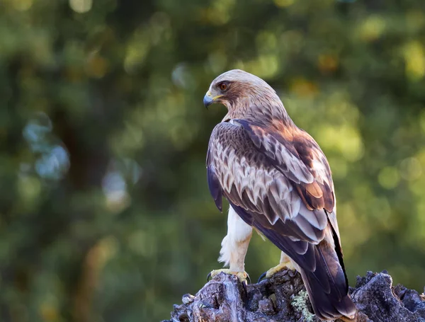 Booted Eagle Hieraaetus pennatus in the nature, Spain — Stock Photo, Image
