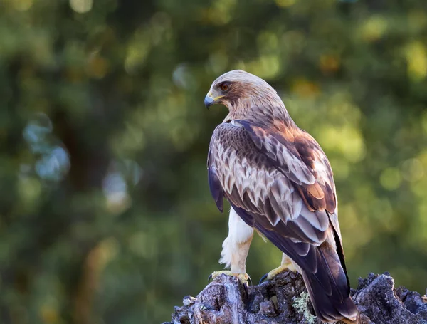 Önyükleme Eagle Hieraaetus pennatus doğa, Ispanya