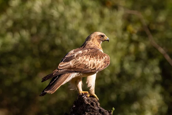 Booted Eagle Hieraaetus pennatus in the nature, Spain — Stock Photo, Image