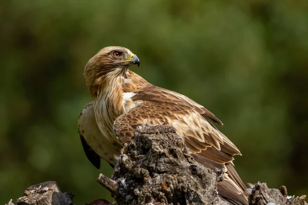 Önyükleme Eagle Hieraaetus pennatus doğa, Ispanya