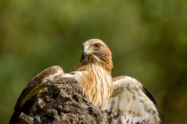 Önyükleme Eagle Hieraaetus pennatus doğa, Ispanya