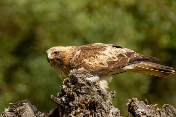 Booted Eagle Hieraaetus pennatus in the nature, Spain — Stock Photo, Image