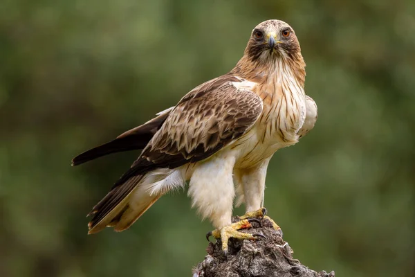 Önyükleme Eagle Hieraaetus pennatus doğa, Ispanya