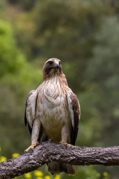 Booted Eagle Hieraaetus pennatus in the nature, Spain — Stock Photo, Image