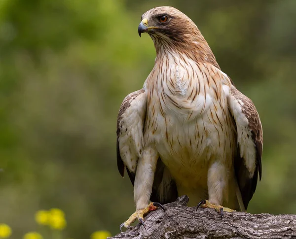 Booted Eagle Hieraaetus pennatus in the nature, Spain — Stock Photo, Image