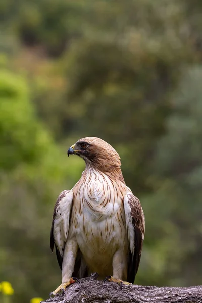 Önyükleme Eagle Hieraaetus pennatus doğa, Ispanya