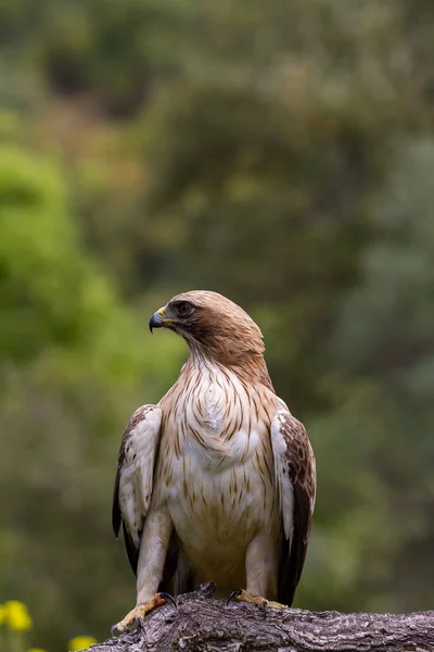 Booted Eagle Hieraaetus pennatus in the nature, Spain — Stock Photo, Image