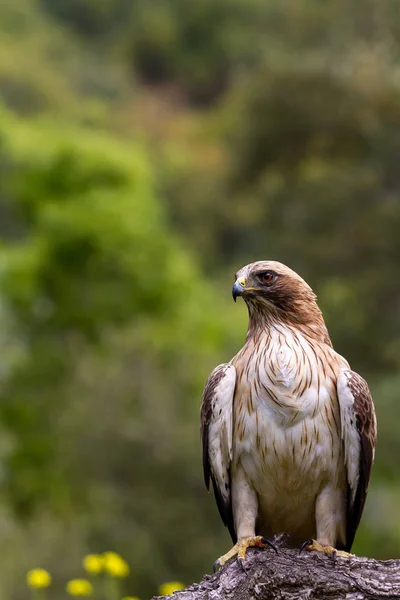 Önyükleme Eagle Hieraaetus pennatus doğa, Ispanya