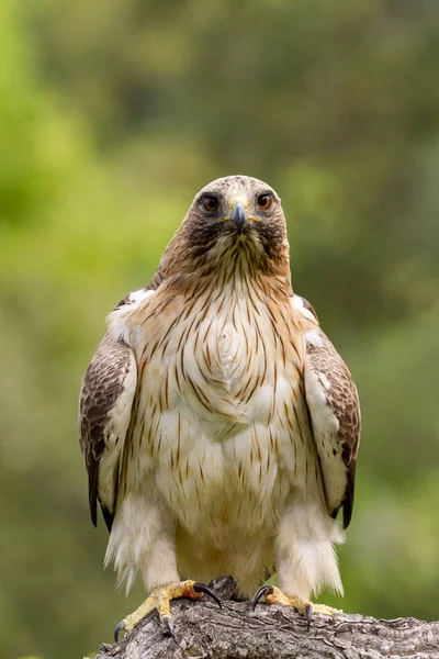 Önyükleme Eagle Hieraaetus pennatus doğa, Ispanya