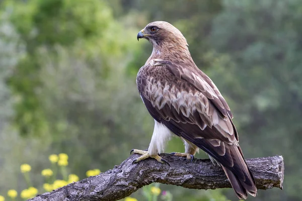 Önyükleme Eagle Hieraaetus pennatus doğa, Ispanya