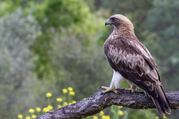 Önyükleme Eagle Hieraaetus pennatus doğa, Ispanya