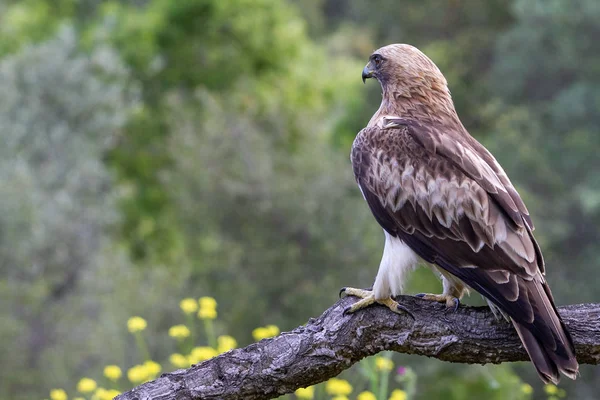 Önyükleme Eagle Hieraaetus pennatus doğa, Ispanya