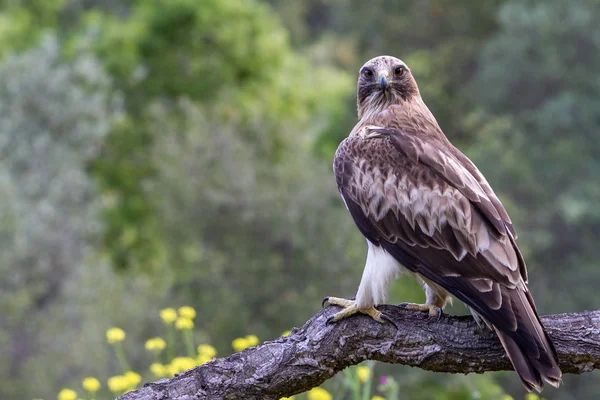 Önyükleme Eagle Hieraaetus pennatus doğa, Ispanya