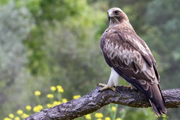 Önyükleme Eagle Hieraaetus pennatus doğa, Ispanya