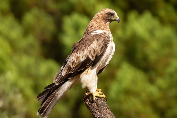 Önyükleme Eagle Hieraaetus pennatus doğa, Ispanya