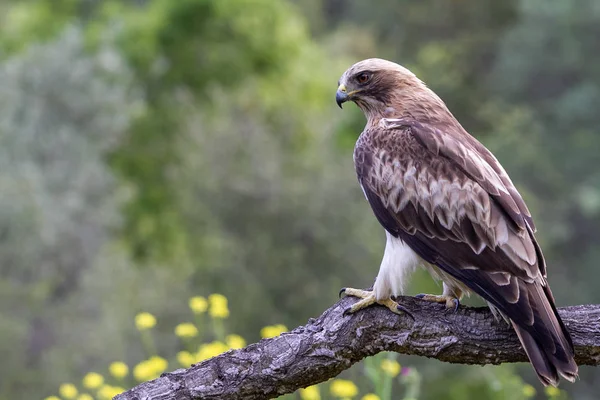 Booted Eagle Hieraaetus pennatus in the nature, Spain — Stock Photo, Image