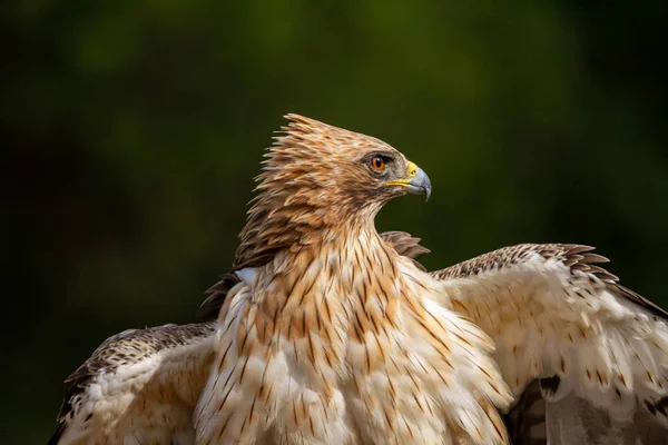 Önyükleme Eagle Hieraaetus pennatus doğa, Ispanya