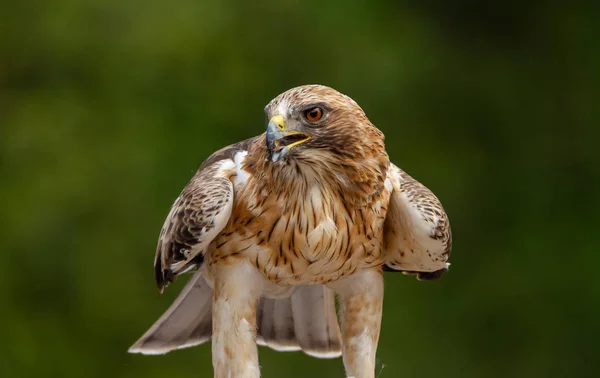 Booted Eagle Hieraaetus pennatus i naturen, Spanien - Stock-foto