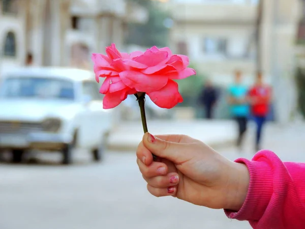 ホムス シリアの自然 — ストック写真