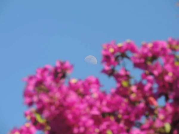 Rosa Púrpura Com Lua Céu — Fotografia de Stock