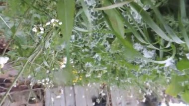 Güller ve bahçede dikim