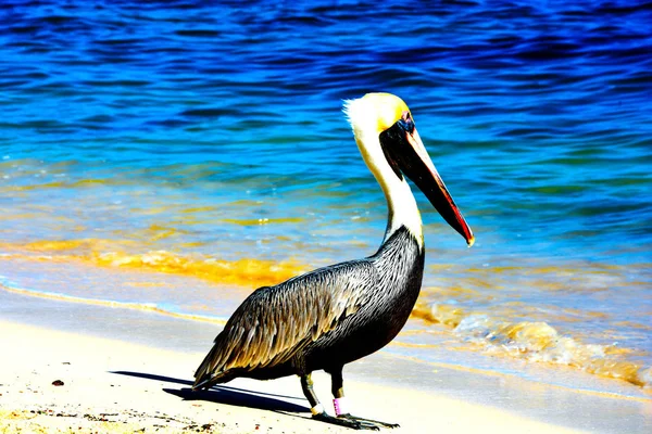 Pelican Stands Beach Calm Sea Bright Sunny Day — Stock Photo, Image