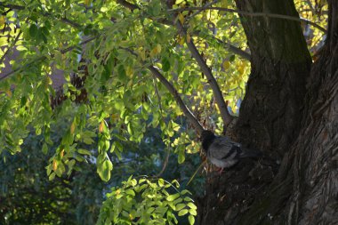 Ağaçtaki Güvercin