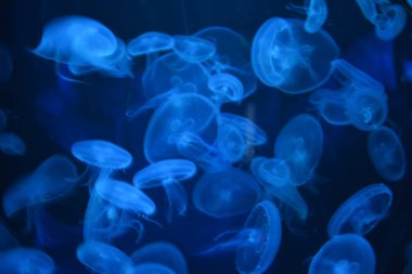 Pembe çiçek yalnız büyür, tamamen ortaya çıkar.