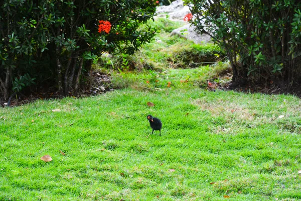 Pájaro Negro Camina Sobre Hierba Verde Césped — Foto de Stock