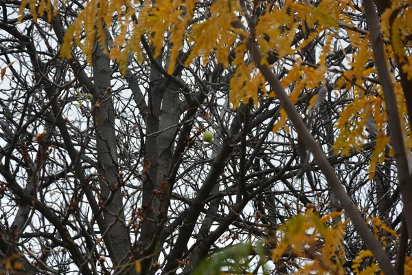 Ramas Árboles Parque Finales Otoño Con Hojas Amarillentas — Foto de Stock