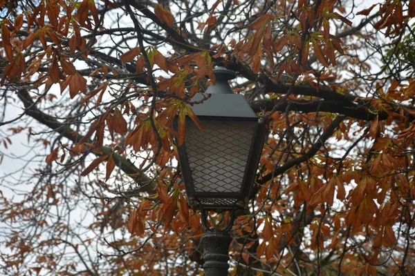 Streetlight Park Late Autumn Background Tree Branches — Stock Photo, Image