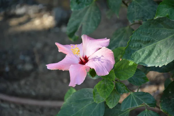Różowy Kwiat Rośnie Samotnie Ujawniając Całkowicie — Zdjęcie stockowe