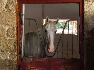 Binicilik kulübünde at lı headshot, closeup, gün ışığı
