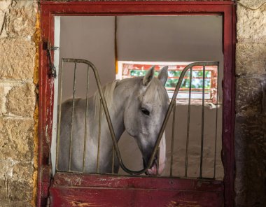 Binicilik kulübünde at lı headshot, closeup, gün ışığı