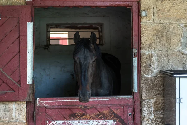 Horse headshot in equestrian club, closeup, daylight
