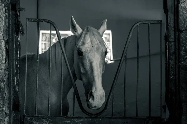 Horse headshot in equestrian club, closeup, daylight