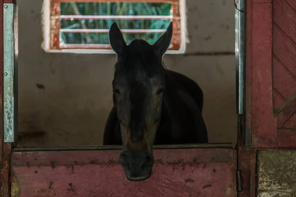 Horse headshot in equestrian club, closeup, daylight