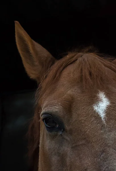 Horse headshot in equestrian club, closeup, daylight