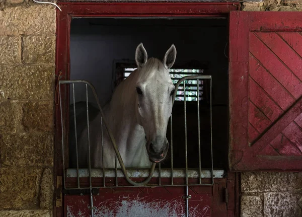 Horse headshot in equestrian club, closeup, daylight