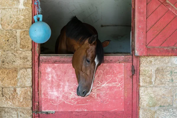 Horse headshot in equestrian club, closeup, daylight