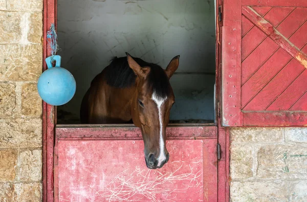 Horse headshot in equestrian club, closeup, daylight