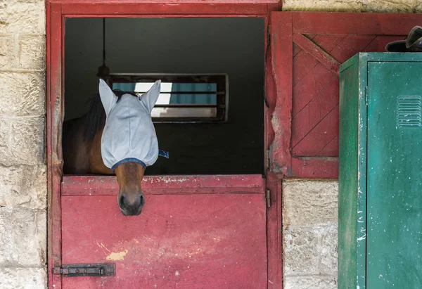 Horse headshot in equestrian club, closeup, daylight