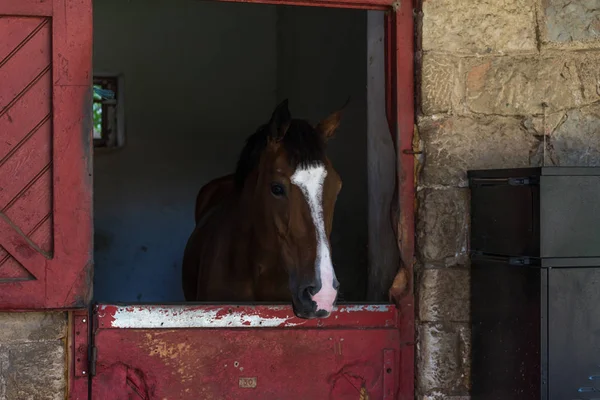 Horse headshot in equestrian club, closeup, daylight